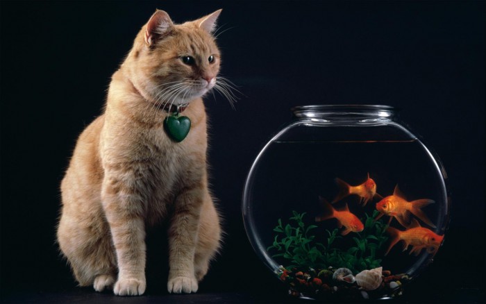 http://cdn.paper4pc.com/images/cats-fish-wallpaper-1.jpg